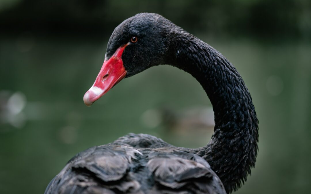 The Birth of Lakeland’s First Black-Necked Swan Cygnet